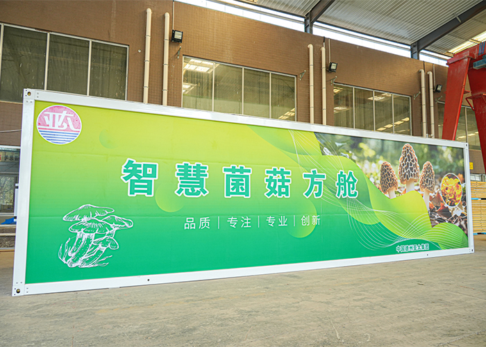 德州市農(nóng)業(yè)科學研究院與亞太集團合作培育的菌菇首產(chǎn)成功